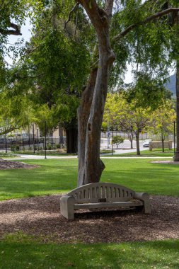 San Luis Obispo, CA - 3 Mayıs 2025: Kaliforniya Politeknik Devlet Üniversitesi 'nde bir ağacın altında bank