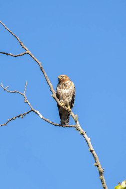 Kırmızı omuzlu Şahin ağaca tünemiş