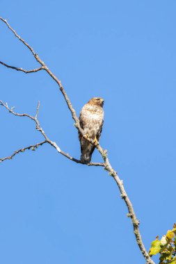 Kırmızı omuzlu Şahin ağaca tünemiş