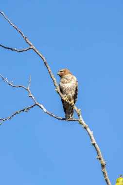 Kırmızı omuzlu Şahin ağaca tünemiş