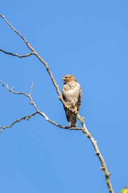 Kırmızı omuzlu Şahin ağaca tünemiş