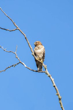 Kırmızı omuzlu Şahin ağaca tünemiş
