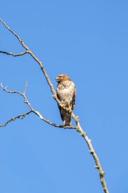 Kırmızı omuzlu Şahin ağaca tünemiş