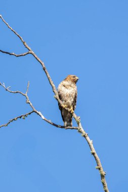 Kırmızı omuzlu Şahin ağaca tünemiş