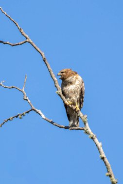 Kırmızı omuzlu Şahin ağaca tünemiş