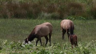 Crescent City 'de bebekleri olan Roosevelt geyiği sürüsü.