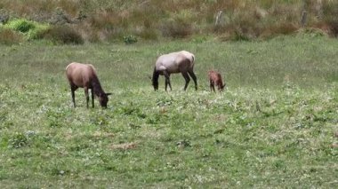 Crescent City 'de bebekleri olan Roosevelt geyiği sürüsü.