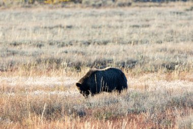 Boz ayı Grand Teton Ulusal Parkı 'ndaki bir çayırda otluyor.