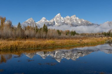 Ördekler Schwabacher 'ın inişinde uçuyor.