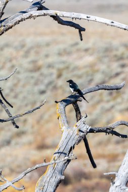 Gagasında böcek olan siyah gagalı bir saksağan.