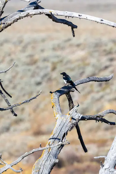 Gagasında böcek olan siyah gagalı bir saksağan.
