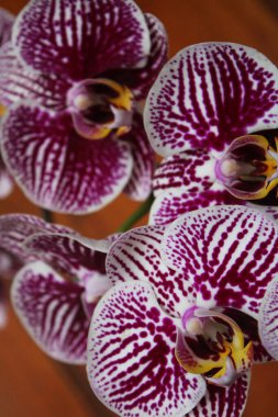 Beautiful orchid flowers in Depok Indonesia. clipart