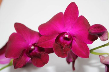 Beautiful orchid flowers in Depok Indonesia. clipart