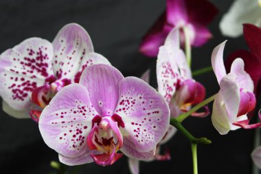 Depok Endonezya 'da güzel orkide çiçekleri.