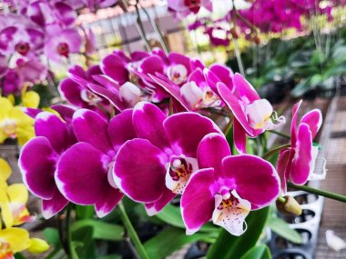 Beautiful orchid flowers in the orchid garden Jakarta, Indonesia. clipart