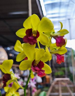 Beautiful flowers in the orchid garden Jakarta, Indonesia. clipart