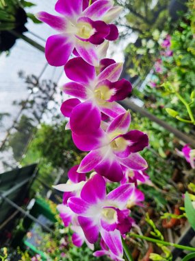 Ragunan, Güney Jakarta, Endonezya 'daki orkide bahçesinde orkide çiçekleri.