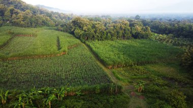 Mindi, Klaten, Central Java, Endonezya 'daki hava manzaralı alan ve ağaçlar.
