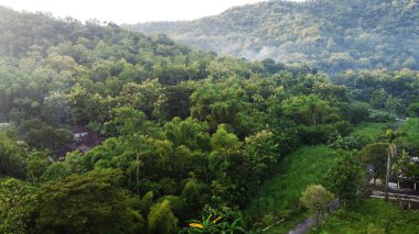 Mindi, Klaten, Central Java, Endonezya 'daki hava manzaralı alan ve ağaçlar.