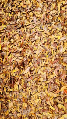 Küçük kuru kahverengi yapraklar düşer. Doku veya arkaplan için.