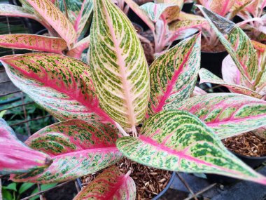 Bahçedeki güzel aglaonema bitkisi.