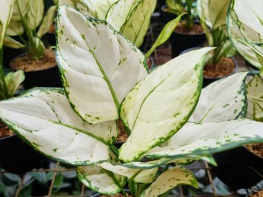 Bahçedeki güzel aglaonema bitkisi.