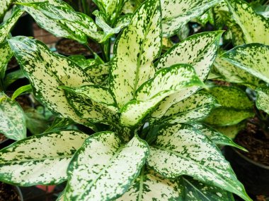 Bahçedeki güzel aglaonema bitkisi.