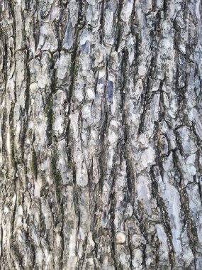 Ağaç kabuğu dokusuna yakın çekim. Doğa arkaplanı.