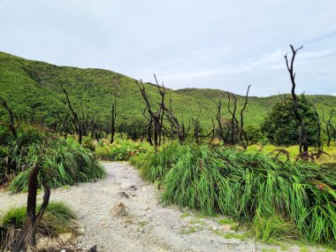 Papandayan Dağı 'nın ölü ormanı turistlerin ilgisini çeken egzotik bir yerdir. Ölü ağaçlar birkaç yıl önce çıkan yangınların izleri. Papandayan Dağı Garut, Batı Java, Endonezya 'da bulunmaktadır..