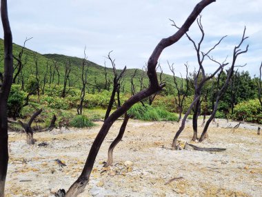 Papandayan Dağı 'nın ölü ormanı turistlerin ilgisini çeken egzotik bir yerdir. Ölü ağaçlar birkaç yıl önce çıkan yangınların izleri. Papandayan Dağı Garut, Batı Java, Endonezya 'da bulunmaktadır..