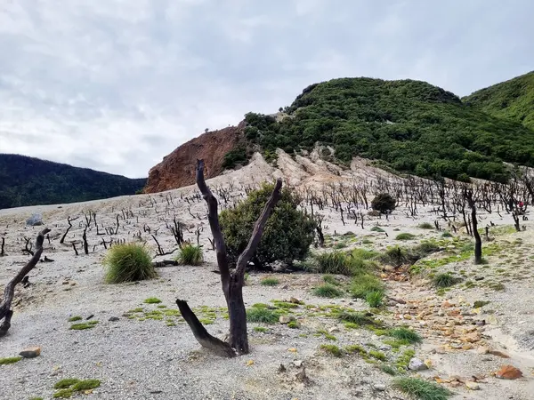 Papandayan Dağı 'nın ölü ormanı turistlerin ilgisini çeken egzotik bir yerdir. Ölü ağaçlar birkaç yıl önce çıkan yangınların izleri. Papandayan Dağı Garut, Batı Java, Endonezya 'da bulunmaktadır..