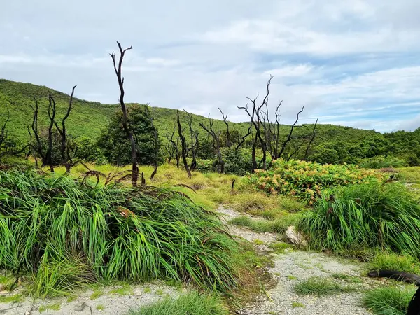 Papandayan Dağı 'nın ölü ormanı turistlerin ilgisini çeken egzotik bir yerdir. Ölü ağaçlar birkaç yıl önce çıkan yangınların izleri. Papandayan Dağı Garut, Batı Java, Endonezya 'da bulunmaktadır..