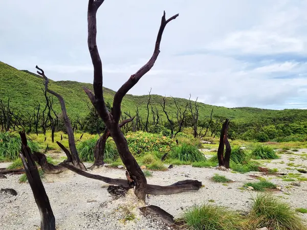 Papandayan Dağı 'nın ölü ormanı turistlerin ilgisini çeken egzotik bir yerdir. Ölü ağaçlar birkaç yıl önce çıkan yangınların izleri. Papandayan Dağı Garut, Batı Java, Endonezya 'da bulunmaktadır..