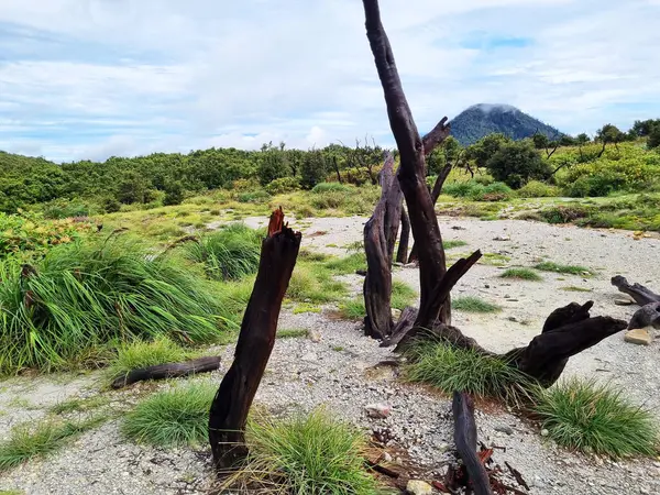 Papandayan Dağı 'nın ölü ormanı turistlerin ilgisini çeken egzotik bir yerdir. Ölü ağaçlar birkaç yıl önce çıkan yangınların izleri. Papandayan Dağı Garut, Batı Java, Endonezya 'da bulunmaktadır..