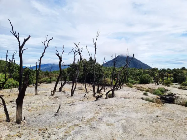 Papandayan Dağı 'nın ölü ormanı turistlerin ilgisini çeken egzotik bir yerdir. Ölü ağaçlar birkaç yıl önce çıkan yangınların izleri. Papandayan Dağı Garut, Batı Java, Endonezya 'da bulunmaktadır..