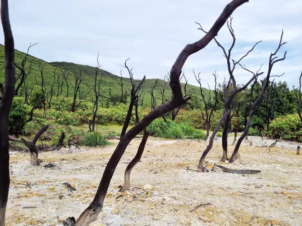 Papandayan Dağı 'nın ölü ormanı turistlerin ilgisini çeken egzotik bir yerdir. Ölü ağaçlar birkaç yıl önce çıkan yangınların izleri. Papandayan Dağı Garut, Batı Java, Endonezya 'da bulunmaktadır..