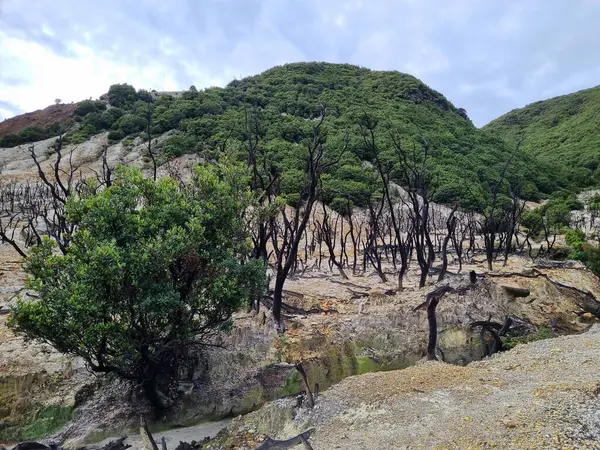 Papandayan Dağı 'nın ölü ormanı turistlerin ilgisini çeken egzotik bir yerdir. Ölü ağaçlar birkaç yıl önce çıkan yangınların izleri. Papandayan Dağı Garut, Batı Java, Endonezya 'da bulunmaktadır..