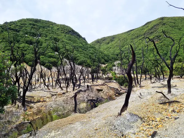 Papandayan Dağı 'nın ölü ormanı turistlerin ilgisini çeken egzotik bir yerdir. Ölü ağaçlar birkaç yıl önce çıkan yangınların izleri. Papandayan Dağı Garut, Batı Java, Endonezya 'da bulunmaktadır..