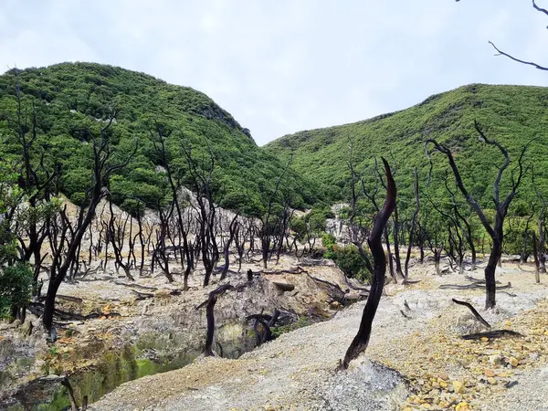 Papandayan Dağı 'nın ölü ormanı turistlerin ilgisini çeken egzotik bir yerdir. Ölü ağaçlar birkaç yıl önce çıkan yangınların izleri. Papandayan Dağı Garut, Batı Java, Endonezya 'da bulunmaktadır..