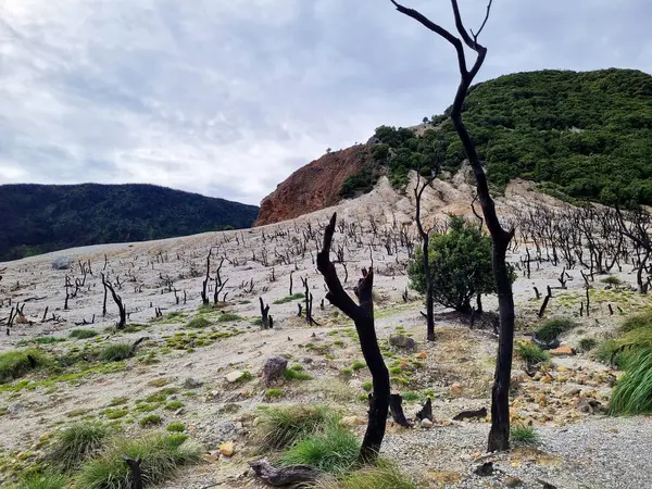 Papandayan Dağı 'nın ölü ormanı turistlerin ilgisini çeken egzotik bir yerdir. Ölü ağaçlar birkaç yıl önce çıkan yangınların izleri. Papandayan Dağı Garut, Batı Java, Endonezya 'da bulunmaktadır..