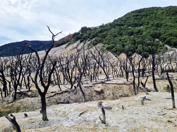 Papandayan Dağı 'nın ölü ormanı turistlerin ilgisini çeken egzotik bir yerdir. Ölü ağaçlar birkaç yıl önce çıkan yangınların izleri. Papandayan Dağı Garut, Batı Java, Endonezya 'da bulunmaktadır..