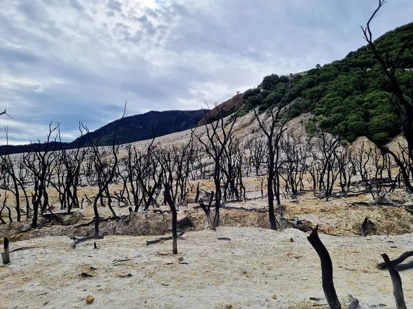 Papandayan Dağı 'nın ölü ormanı turistlerin ilgisini çeken egzotik bir yerdir. Ölü ağaçlar birkaç yıl önce çıkan yangınların izleri. Papandayan Dağı Garut, Batı Java, Endonezya 'da bulunmaktadır..