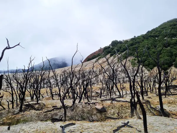 Papandayan Dağı 'nın ölü ormanı turistlerin ilgisini çeken egzotik bir yerdir. Ölü ağaçlar birkaç yıl önce çıkan yangınların izleri. Papandayan Dağı Garut, Batı Java, Endonezya 'da bulunmaktadır..