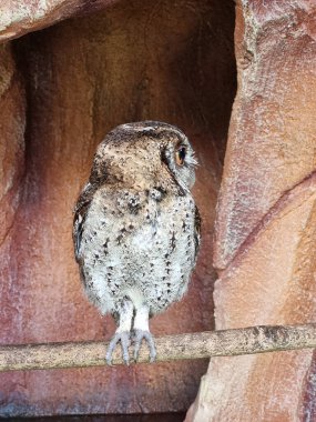 Küçük bir hayvanat bahçesindeki ağaç dalına tünemiş bir baykuş..