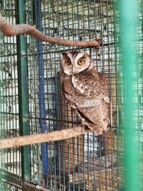 Küçük bir hayvanat bahçesindeki ağaç dalına tünemiş bir baykuş..
