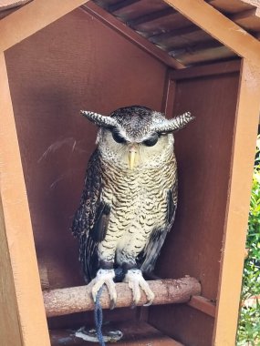 Çubuklu kartal baykuşu küçük bir hayvanat bahçesinde bekliyor..