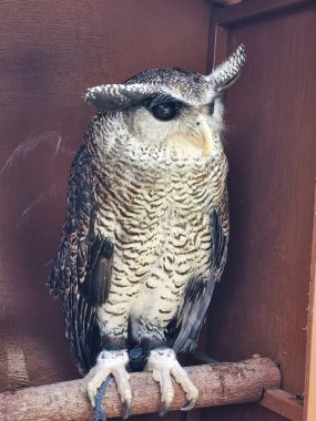 Çubuklu kartal baykuşu küçük bir hayvanat bahçesinde bekliyor..