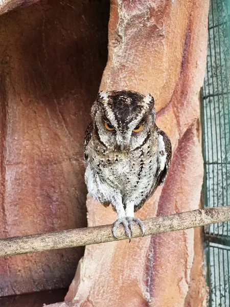 Küçük bir hayvanat bahçesindeki ağaç dalına tünemiş bir baykuş..