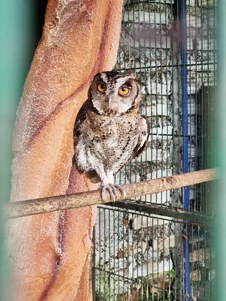 Küçük bir hayvanat bahçesindeki ağaç dalına tünemiş bir baykuş..