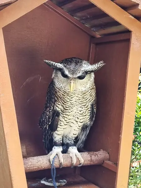 Çubuklu kartal baykuşu küçük bir hayvanat bahçesinde bekliyor..